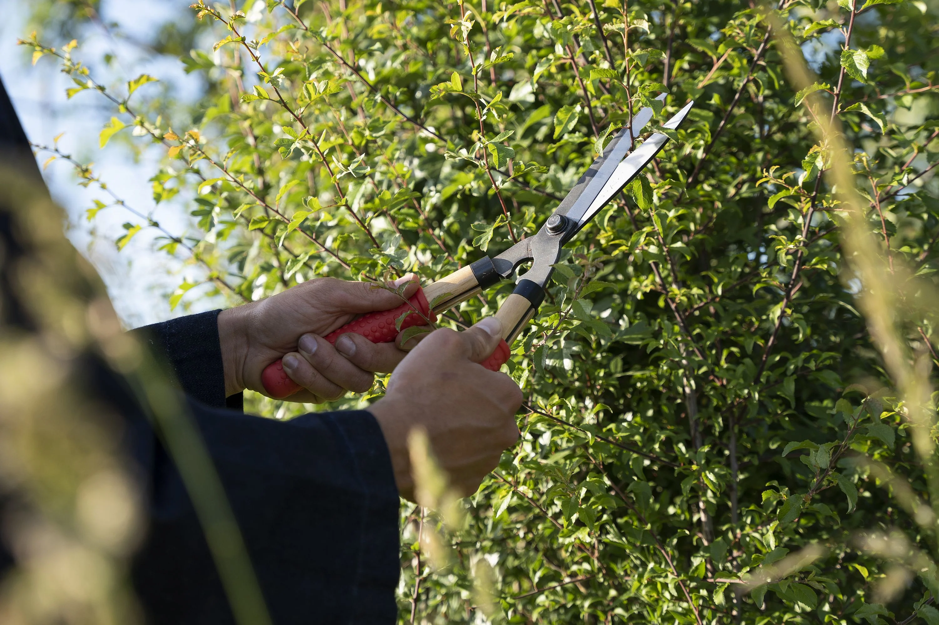 Niwaki Mini Shears - Image 5